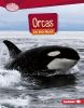Orcas_on_the_hunt