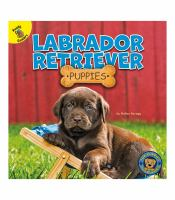 Labrador_retriever_puppies
